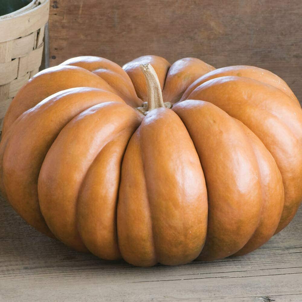 Fairytale Pumpkin Seeds | Musquee de Provence | Heirloom | Free Shipping | 1079