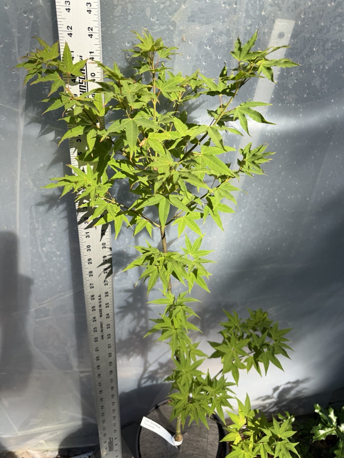 2g Hot Blonde, Japanese Maple