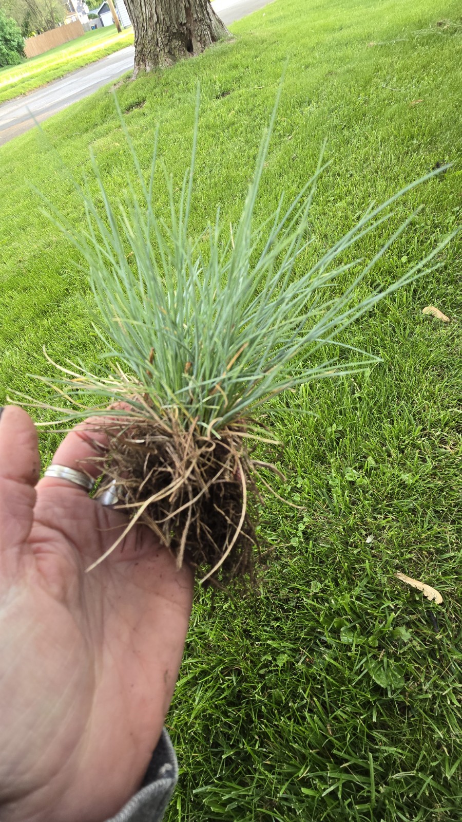 Blue Fescue ‘Elijah Blue’ Ornamental Grass Live Starter Plant Border Perennial
