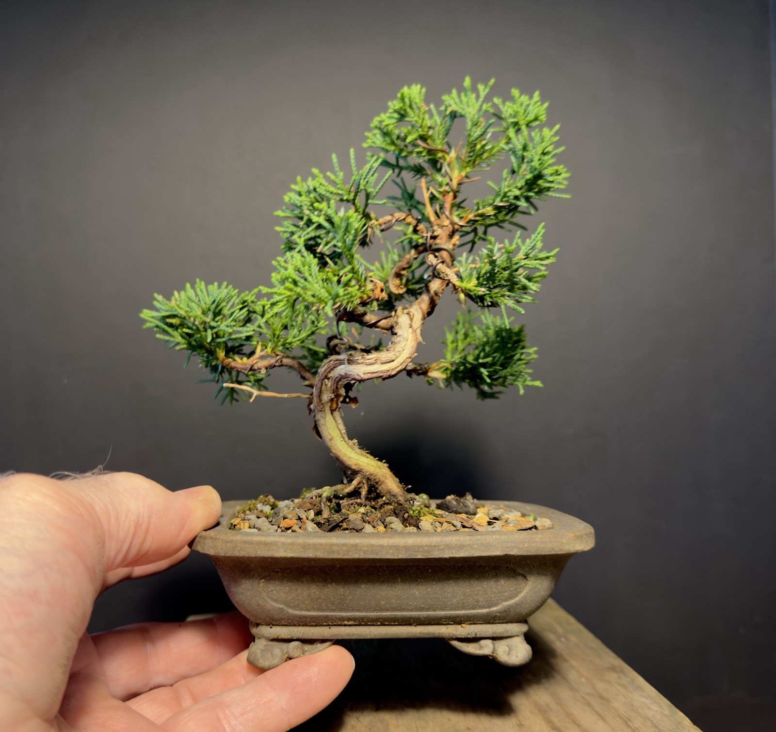 Shimpaku Mame Bonsai Itoigawa 8” Tall Jin/Shari, Yixing pot W Chop