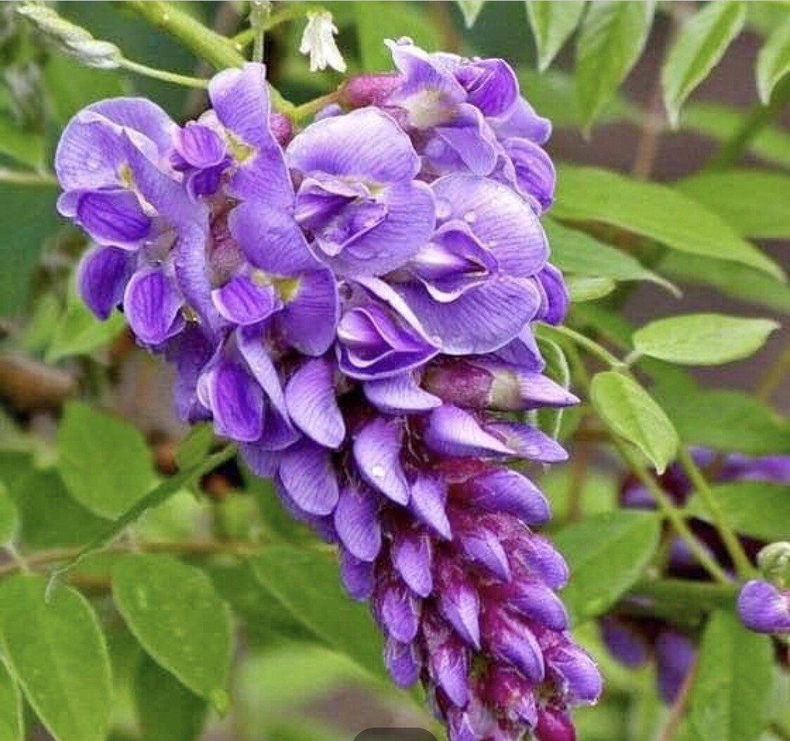 (10) Hardy Purple Wisteria Unrooted Cuttings. Fast Growing Vine! Zones 4-9.