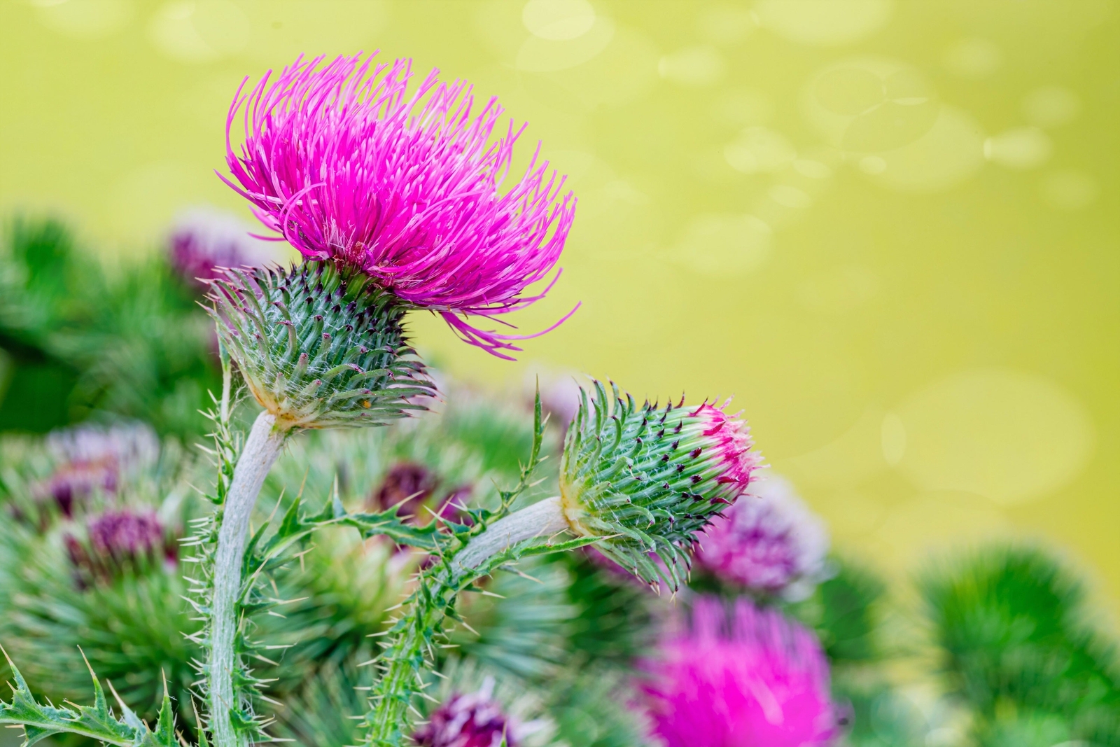 100 ORGANIC Blessed MILK THISTLE Silybum Marianum Hummingbird Purple Flower Seed