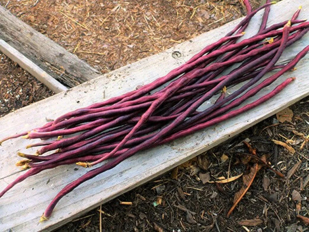 Red Noodle Yard Long Bean Seeds | Asparagus Edamame Cowpea Beans Asian Seed 2024