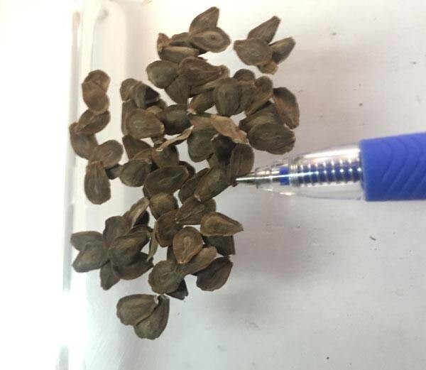 Calotropis procera | Sodom Apple | 20 Seeds