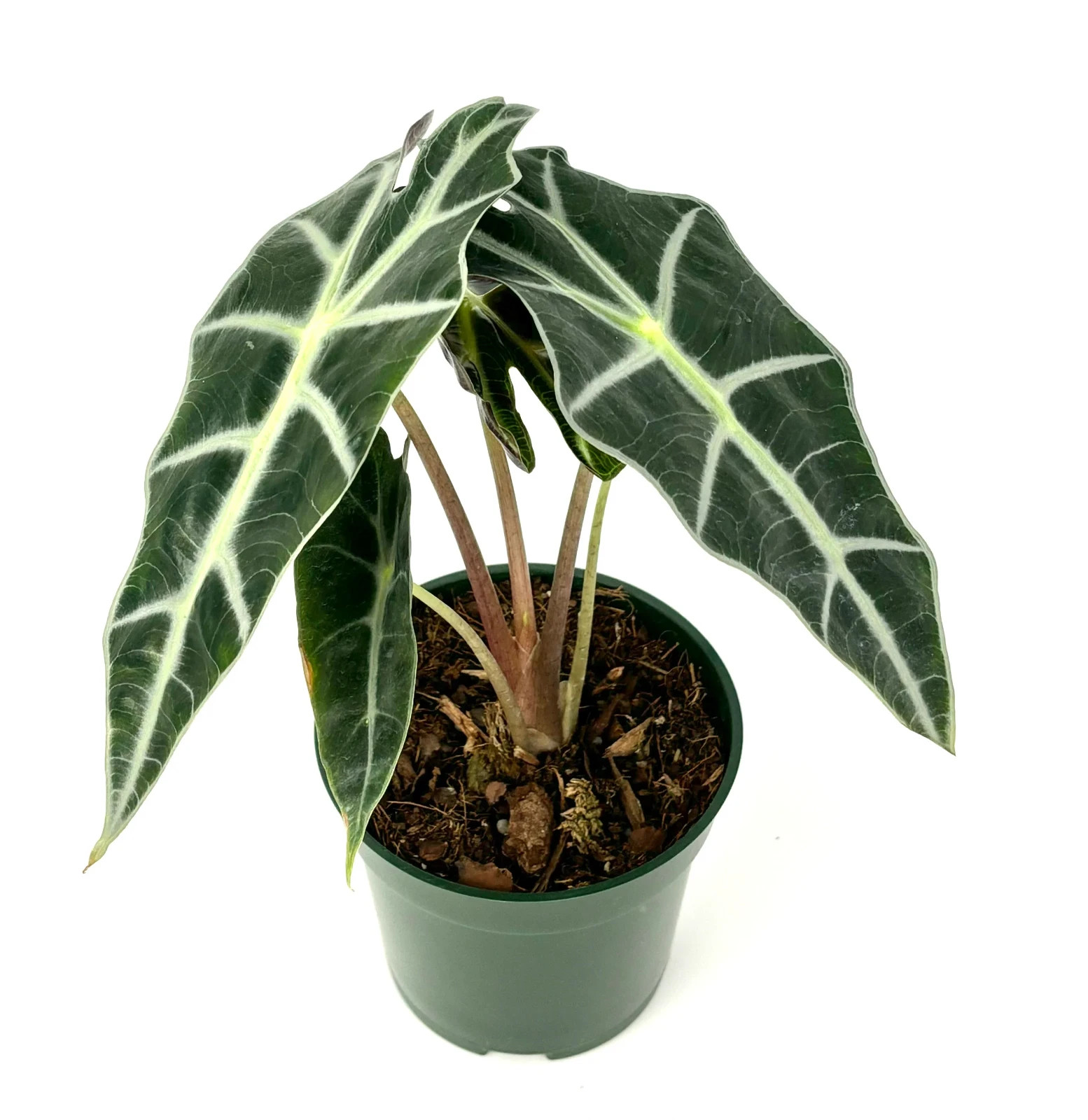 Alocasia ‘Polly’ African Mask Houseplant, 4″ Pot Air Purifying