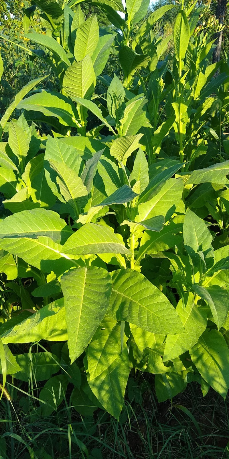Perique Tobacco Seeds ~ 1000 to 100,000 seeds ~ Heirloom Nicotiana Tabacum
