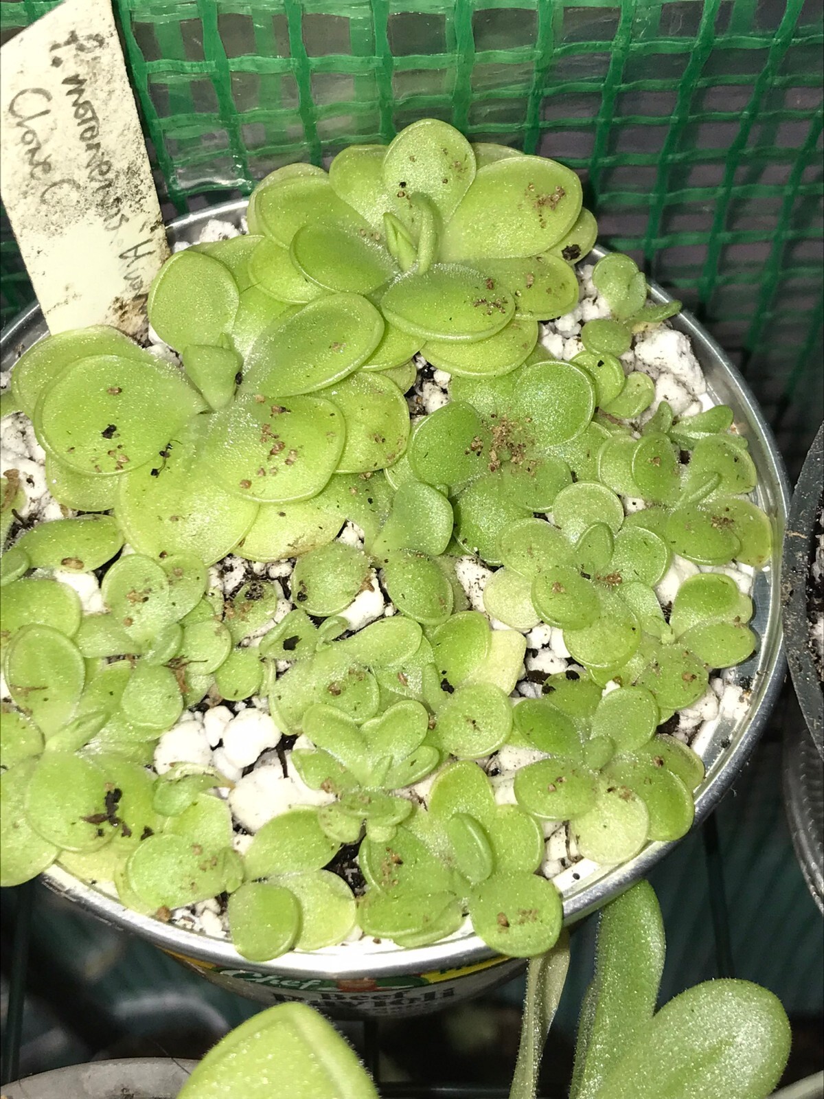 Pinguicula moranensis ‘Huahuapan’ x esseriana HC C Butterwort