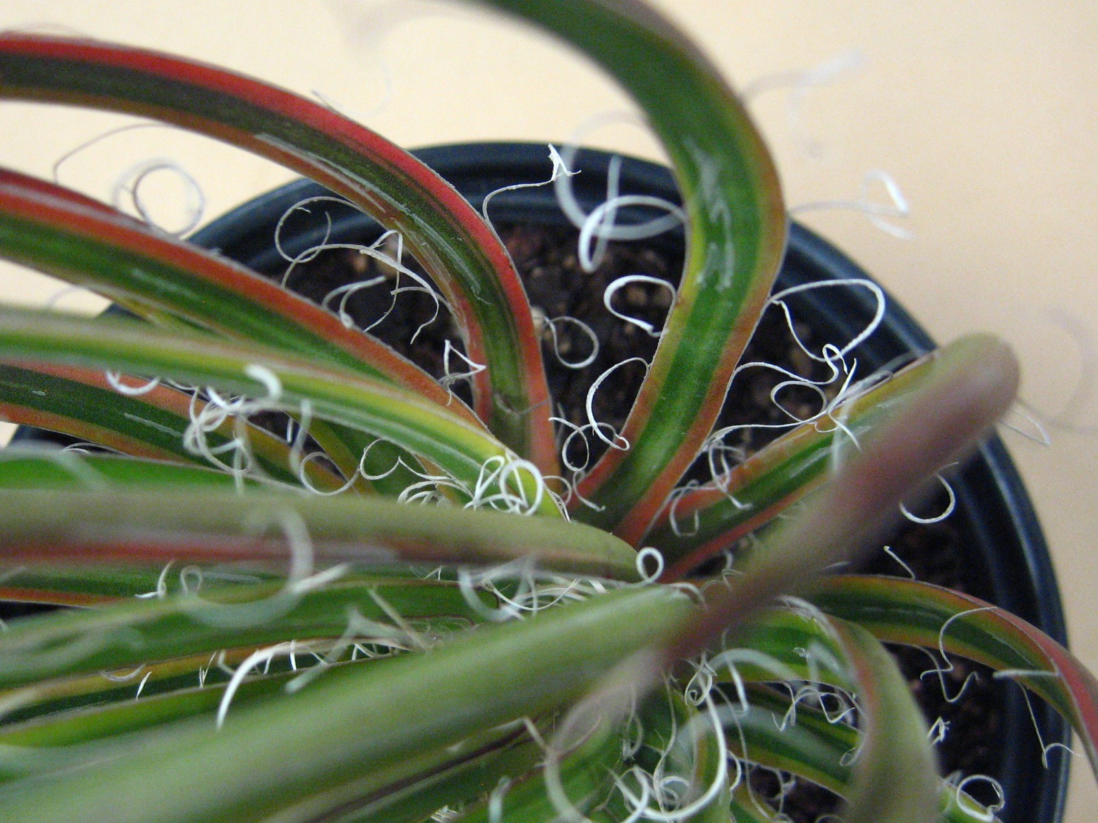 Agave “Leopoldii II” Marginata Aurea — Rare Succulent