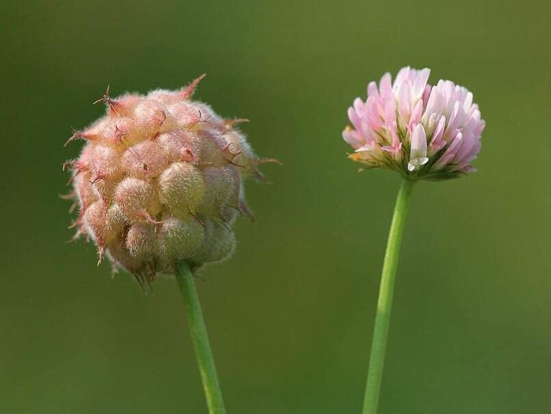 Strawberry Clover Seeds for Planting – Trifolium fragiferum – Strawberry Shaped