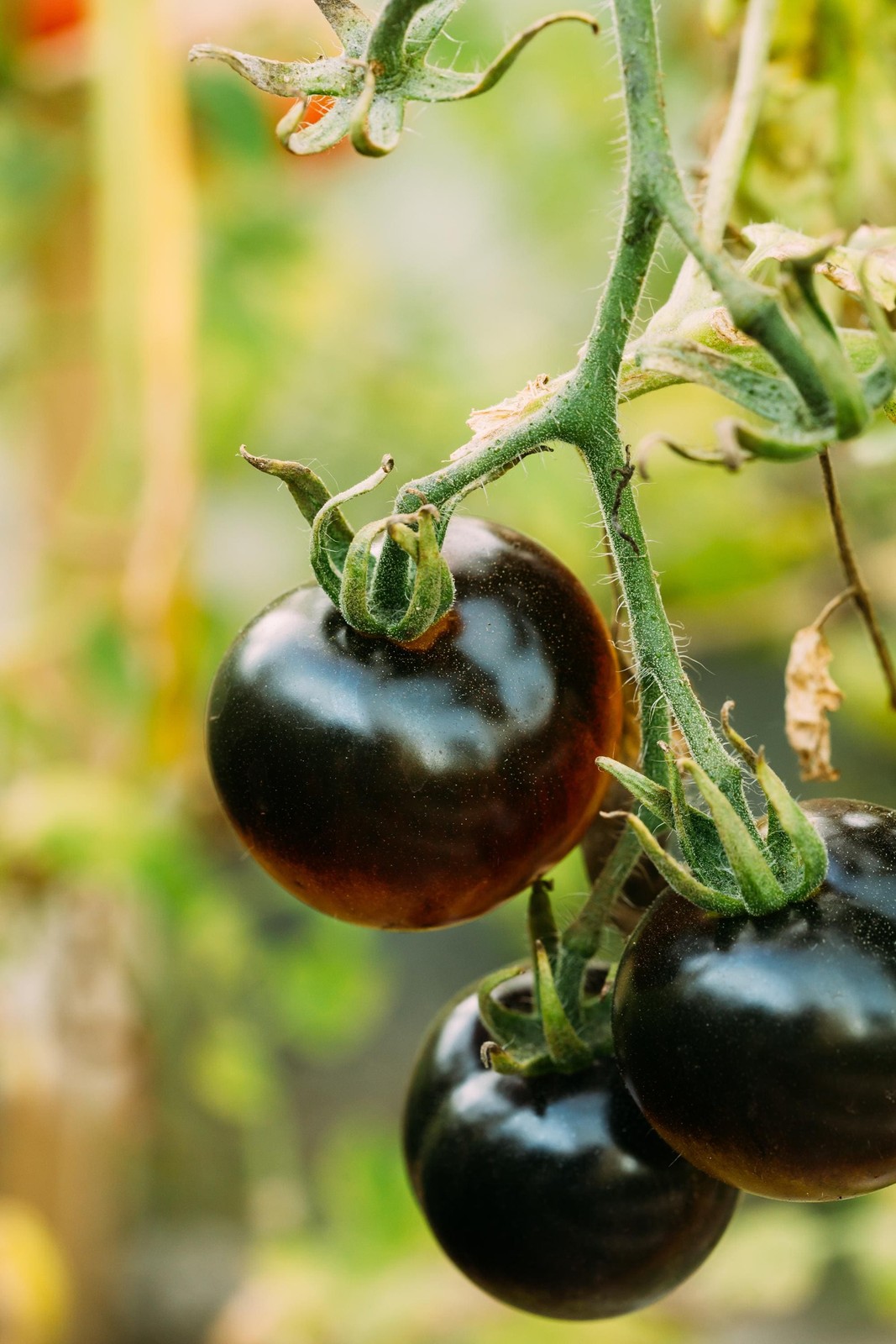 Black Beauty, Tomato