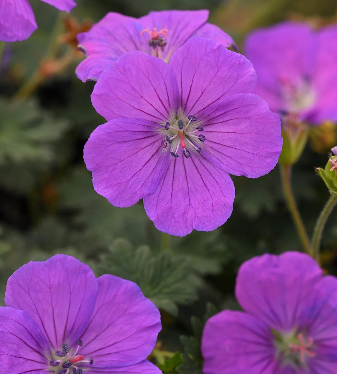 Geranium Cranesbill Bare Root Wildflower 10 M-XL Size Mature Roots
