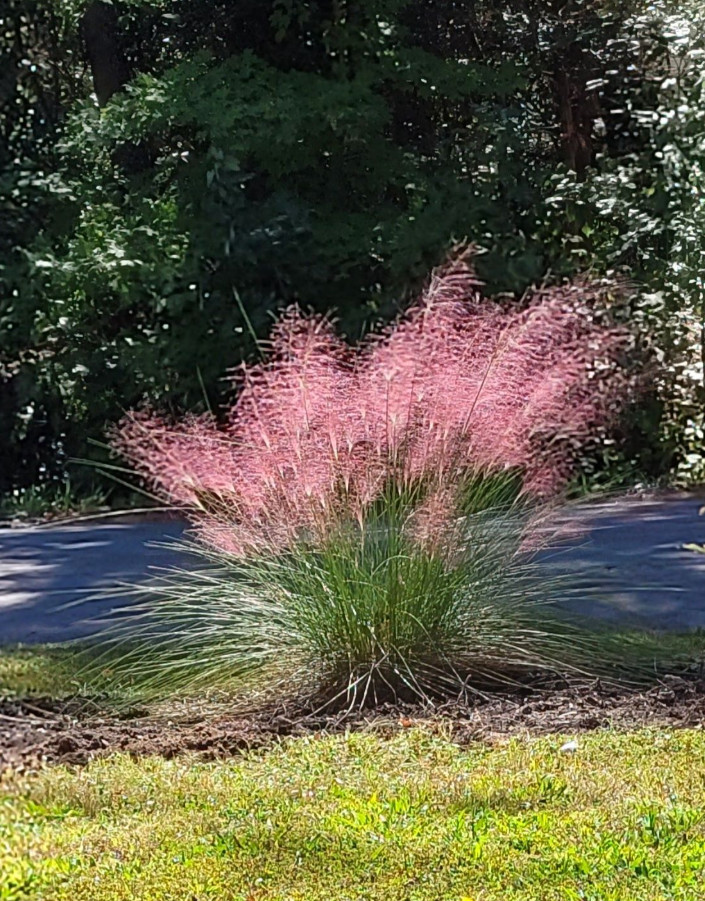 Muhly Grass Pink Live Plant – 5-8 Inches Tall – Ship No Pot
