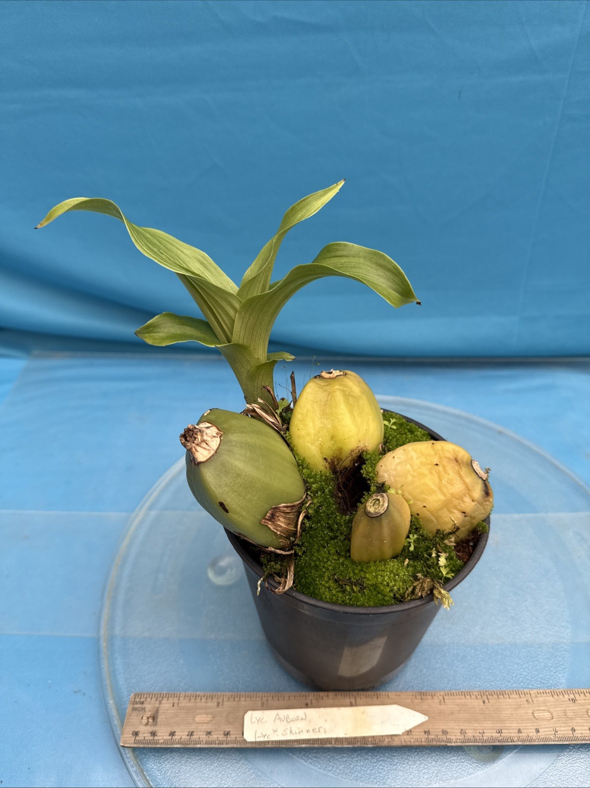 Lycaste Auburn X skinneri Pink White Red Exact BS New Growth Orchid 5.5” Pot