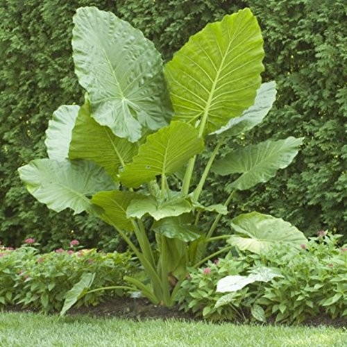 Elephant Ears Colocasia Plant Bulbs 3 Pack Tropical Landscape Garden Plants