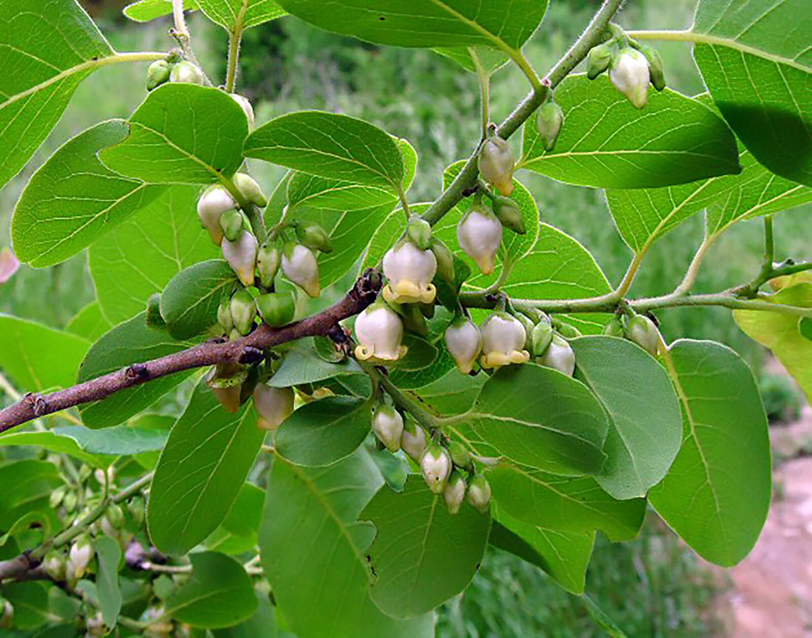 American Persimmon, Diospyros virginiana, Tree Seeds (Showy, Edible, Hardy)