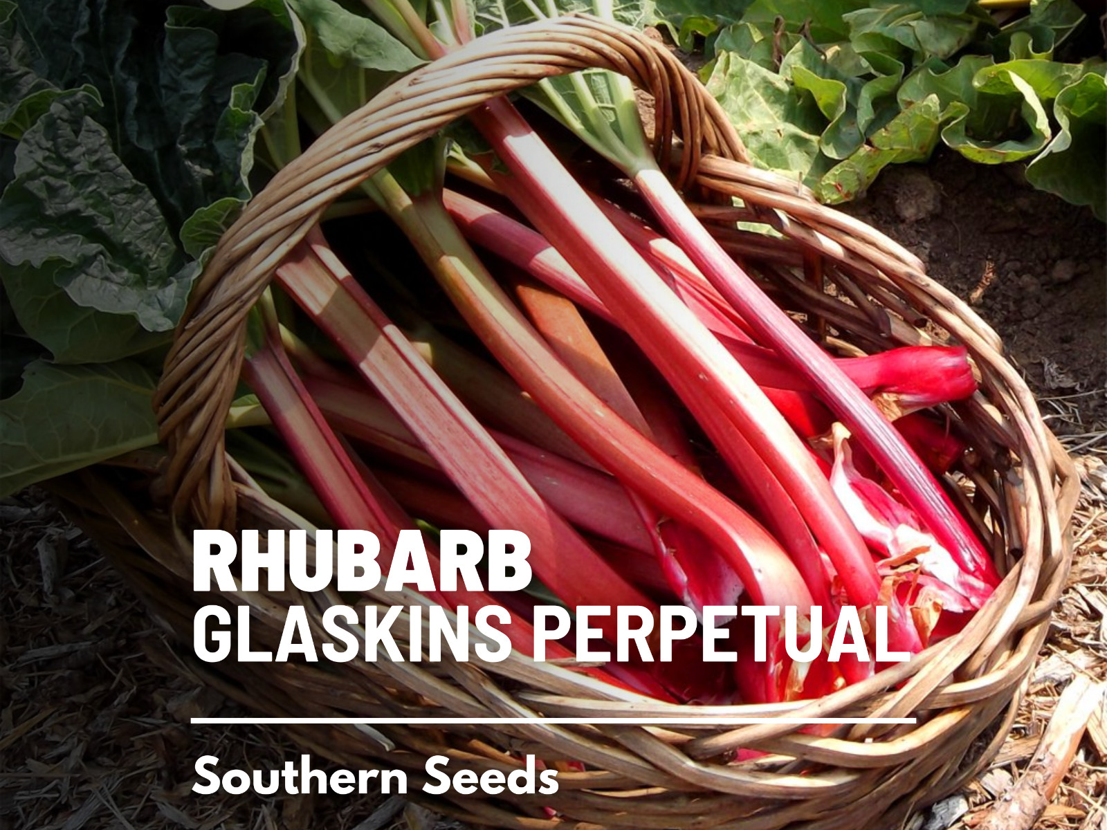 Rhubarb, Glaskins Perpetual – Heirloom Seeds – GMO Free (Rheum rhabarbarum)