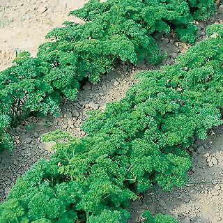 Parsley Banquet Petroselinum crispum 2,000 seeds
