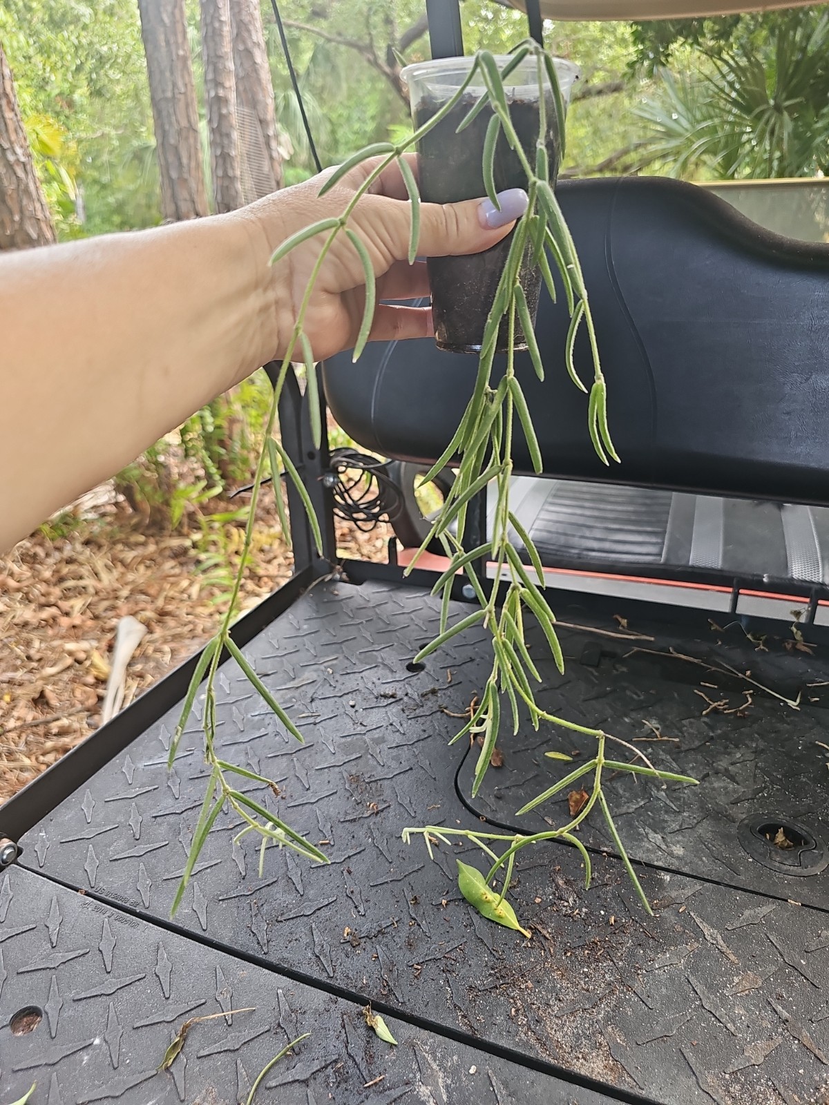 Hoya Linearis Rooted Live Plant 3″ Pot