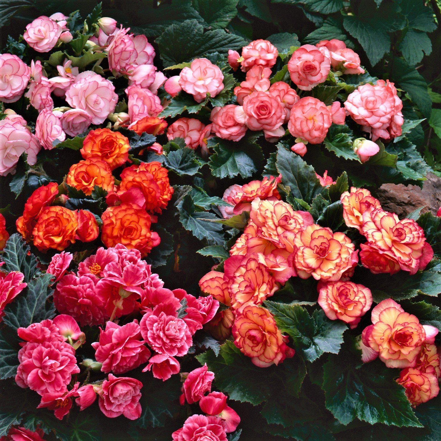 Begonia Cascade Mix 6 Flower Bulbs – Summer Colorful Blooms in Partial Sun