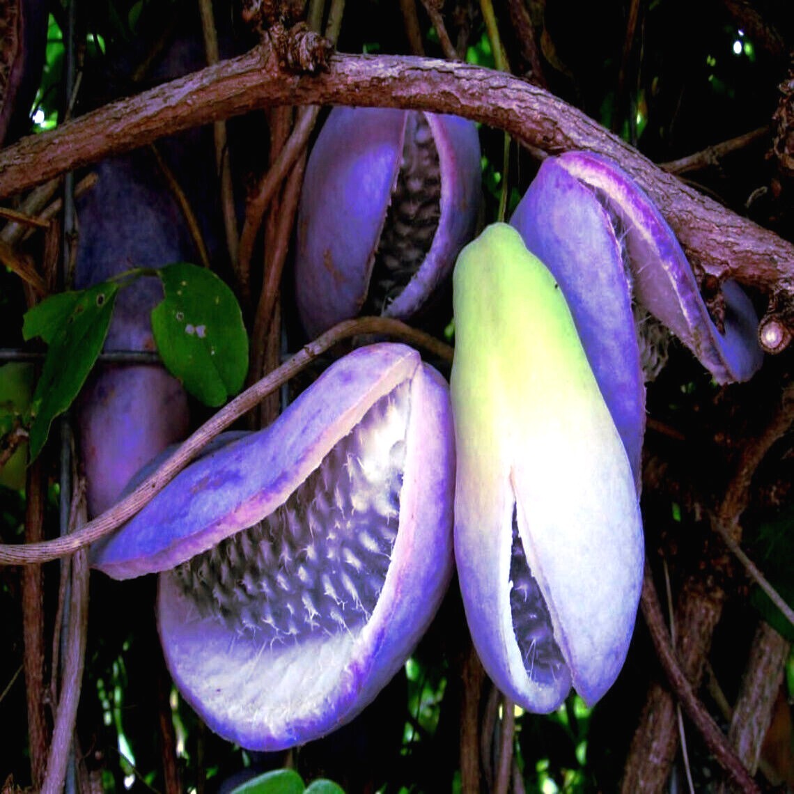 100 – 1,000 CHOCOLATE VINE SEEDS “3-LEAF” (A. trifoliata) Fruit Flower Climber