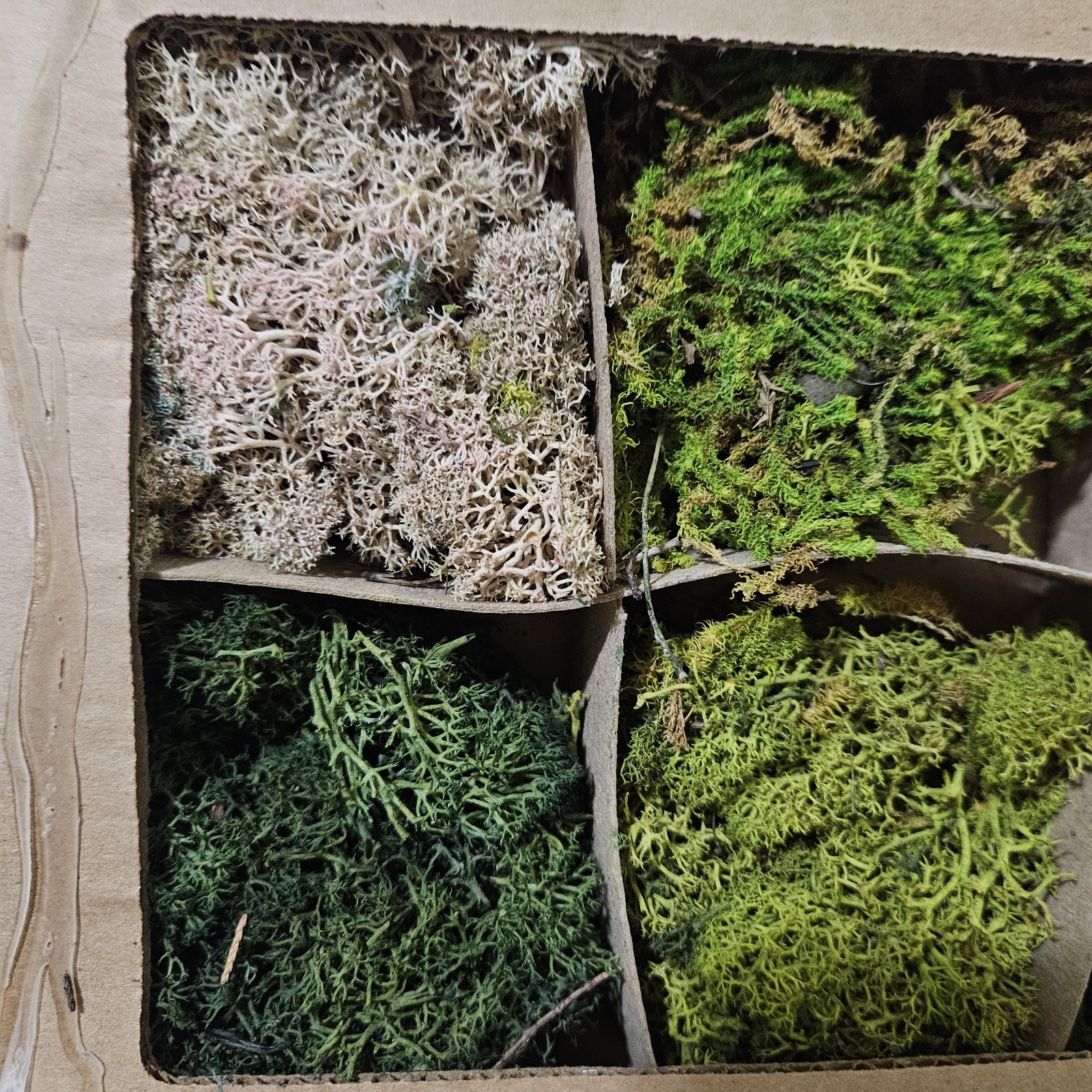 6 Types Natural Moss Crafting DIY Floral Flower Arranging