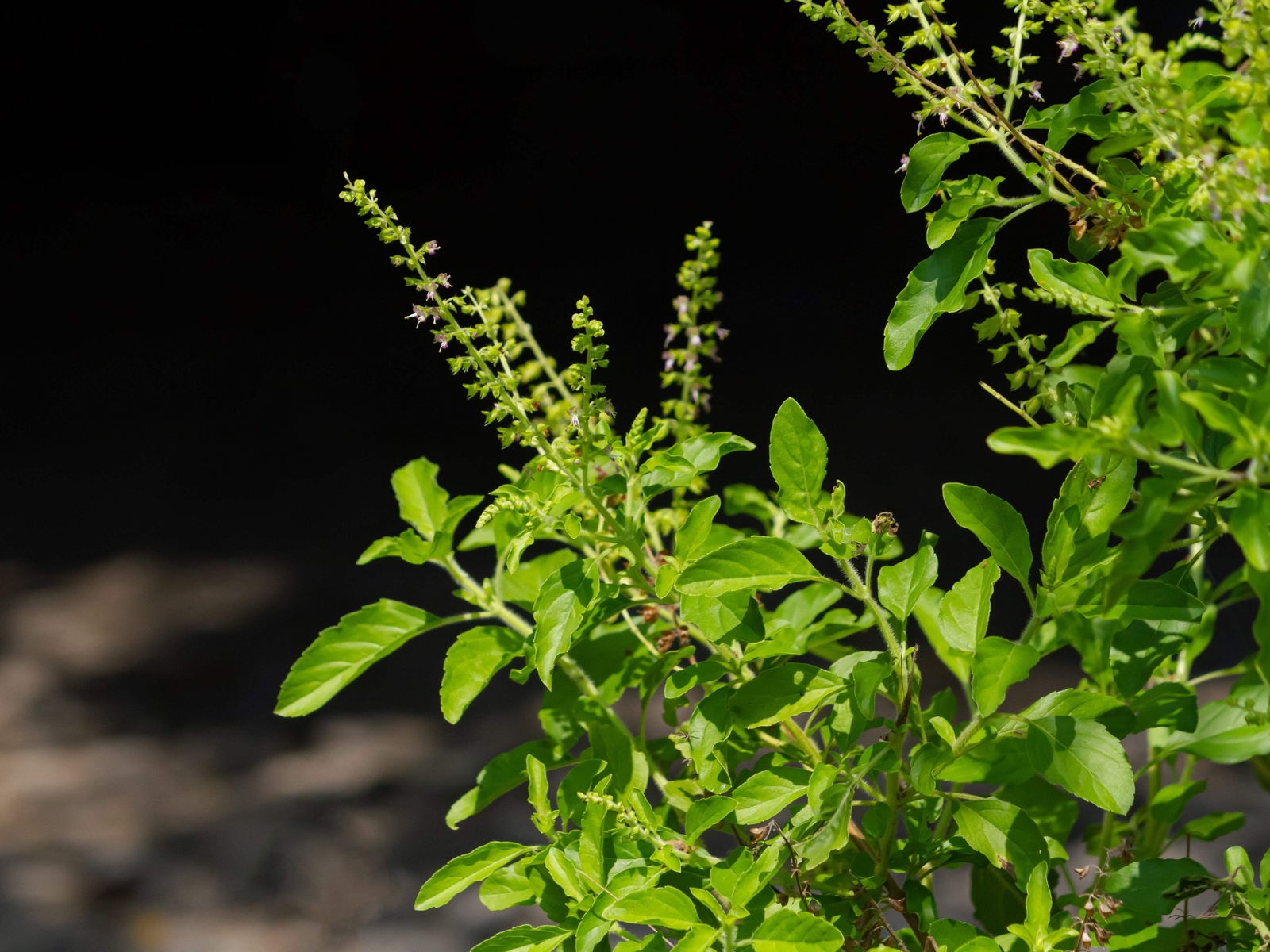 250 Green Tulsi HOLY BASIL Ocimum Sanctum Tenuiflorum Herb Flower Seeds *Flat SH