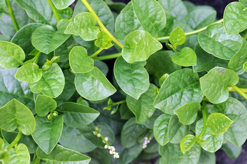 100+ Malabar Spinach Seeds for Planting – Ceylon Spinach Rau Mong TOI Green Stem