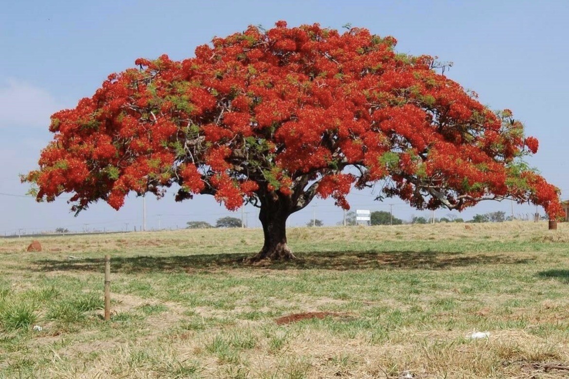 royal poinciana tree red 1 gallon pot 15 -30 inches tall flamboyan