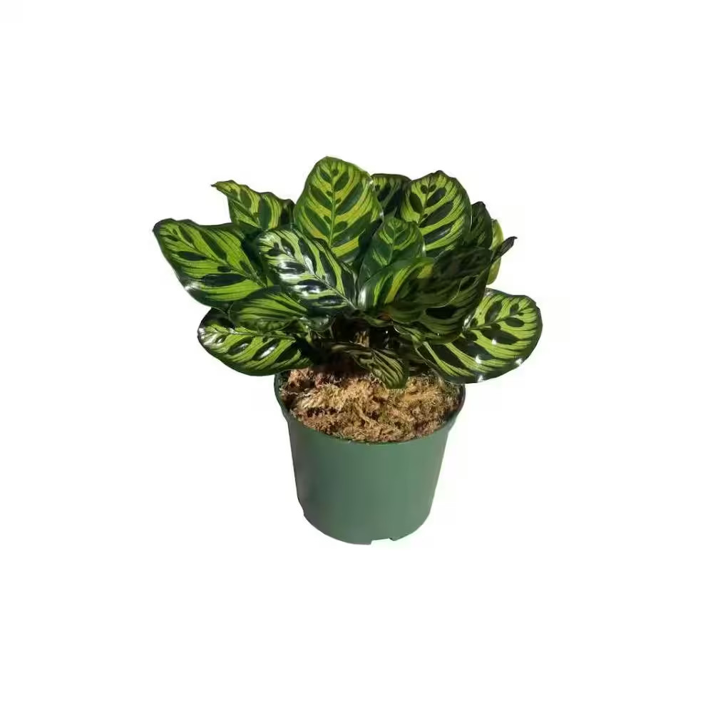 Peacock Plant in 6 In. Grower Pot