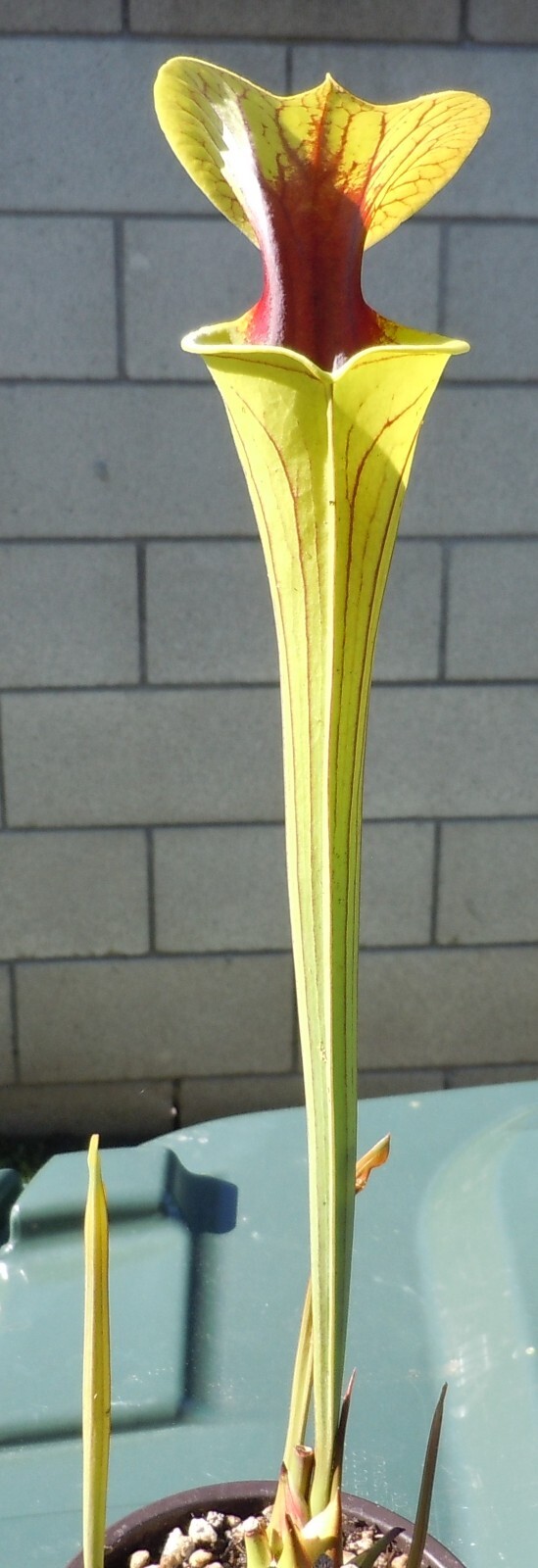 Carnivorous Plants – S. Flava v. Ornata Black Veins/Extreme Red Throat (small)