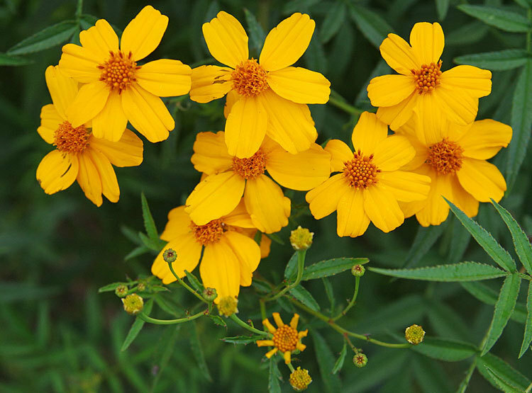 Tagetes lemmonii | Shrub Marigold | Mexican Bush | Mount Lemmon | 50_Seeds