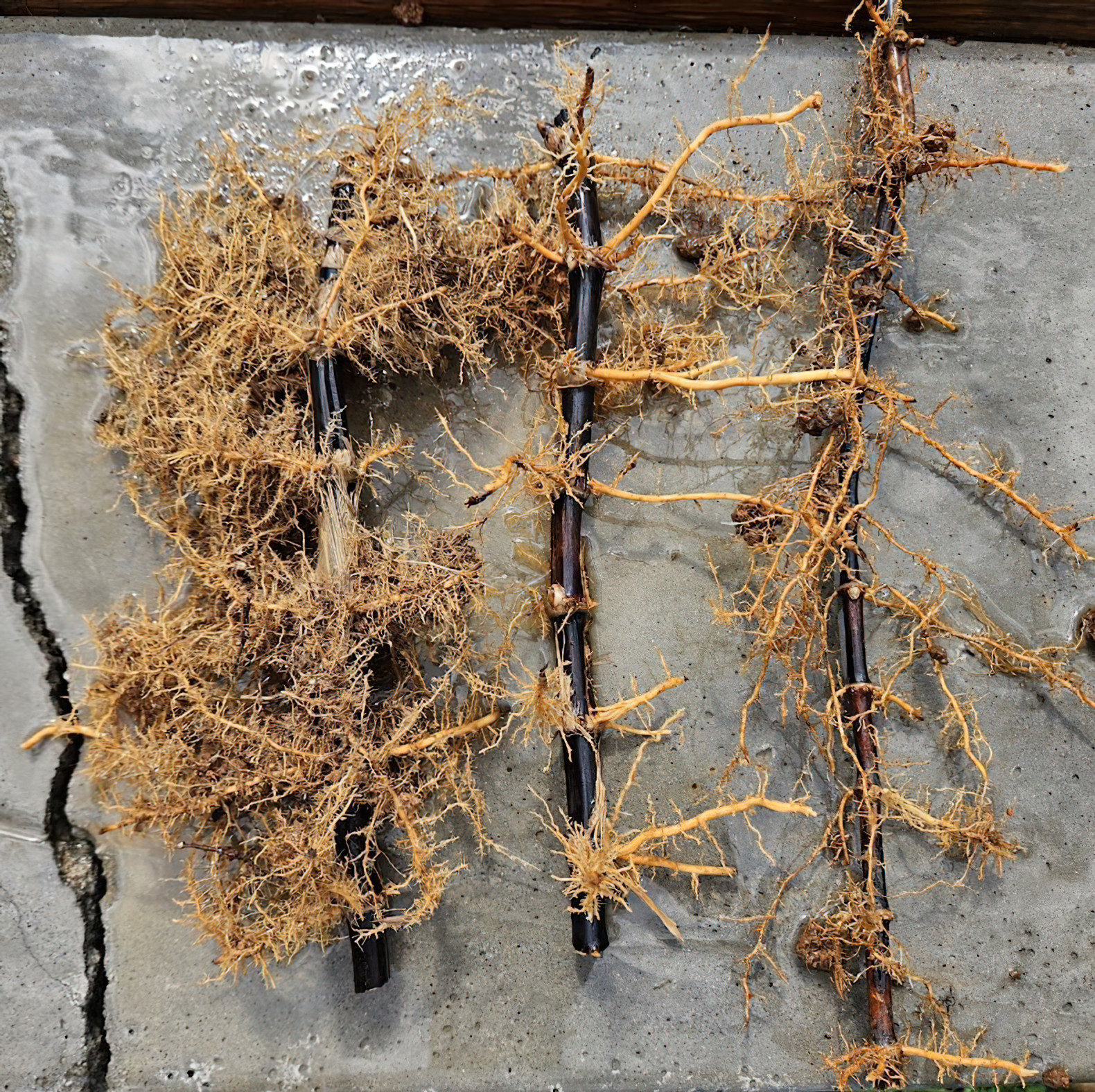 Black Bamboo Phyllostachys Nigra Live Bare Root Plant (3) Fresh Rhizomes