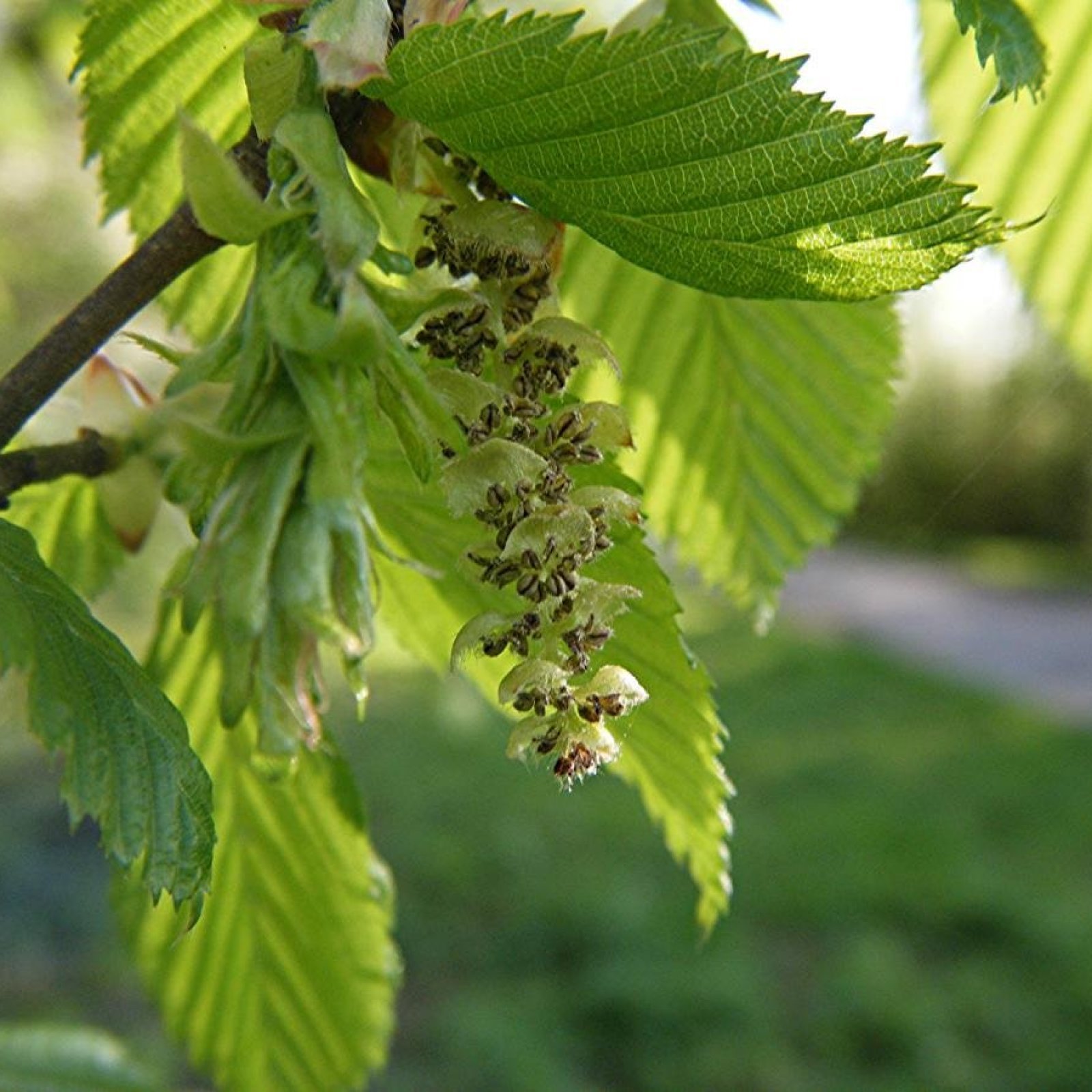 EUROPEAN HORNBEAM Carpinus Betulus 10,20 SEEDS