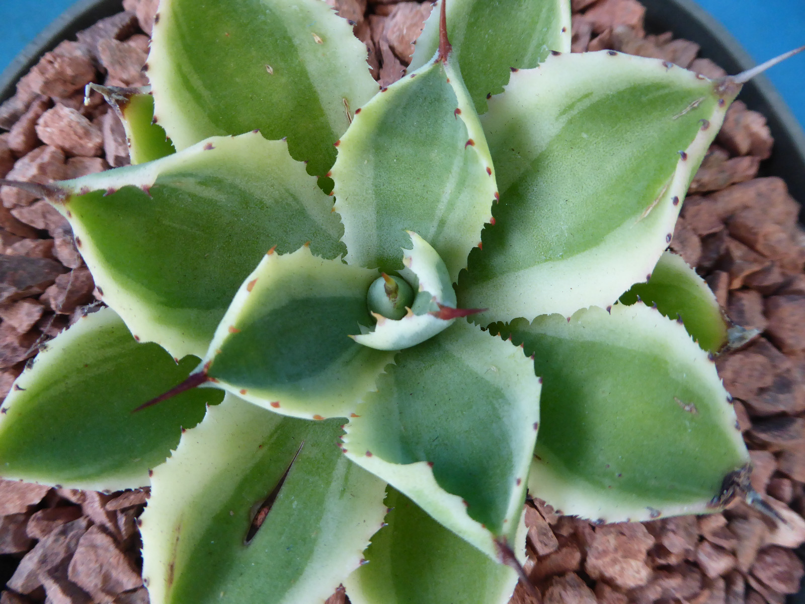 Agave “Desert Diamond” Variegated Sport of “Kissho Khan” Superb Succulent! 2″-3″
