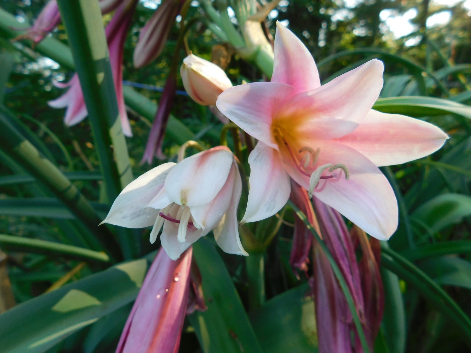 22 Oz (500 + )Crinum Bulbispermum Seeds, Cold Hardy, Orange river lily, Fresh