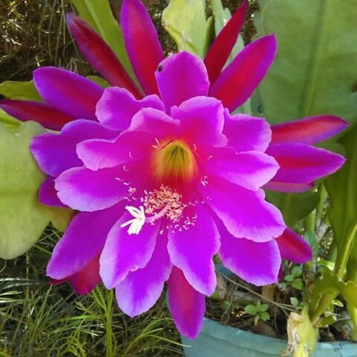 Epiphyllum Orchid Fresh cutting plant Cactus 8″- 12″