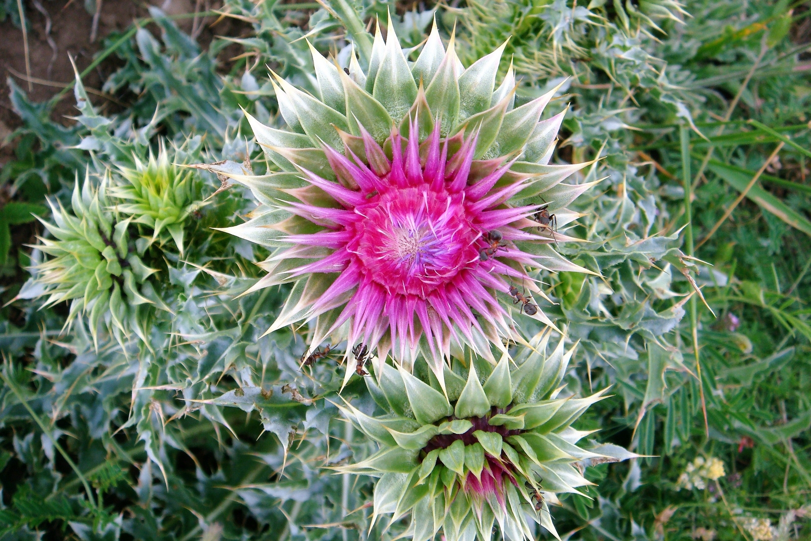 100 ORGANIC Blessed MILK THISTLE Silybum Marianum Hummingbird Purple Flower Seed