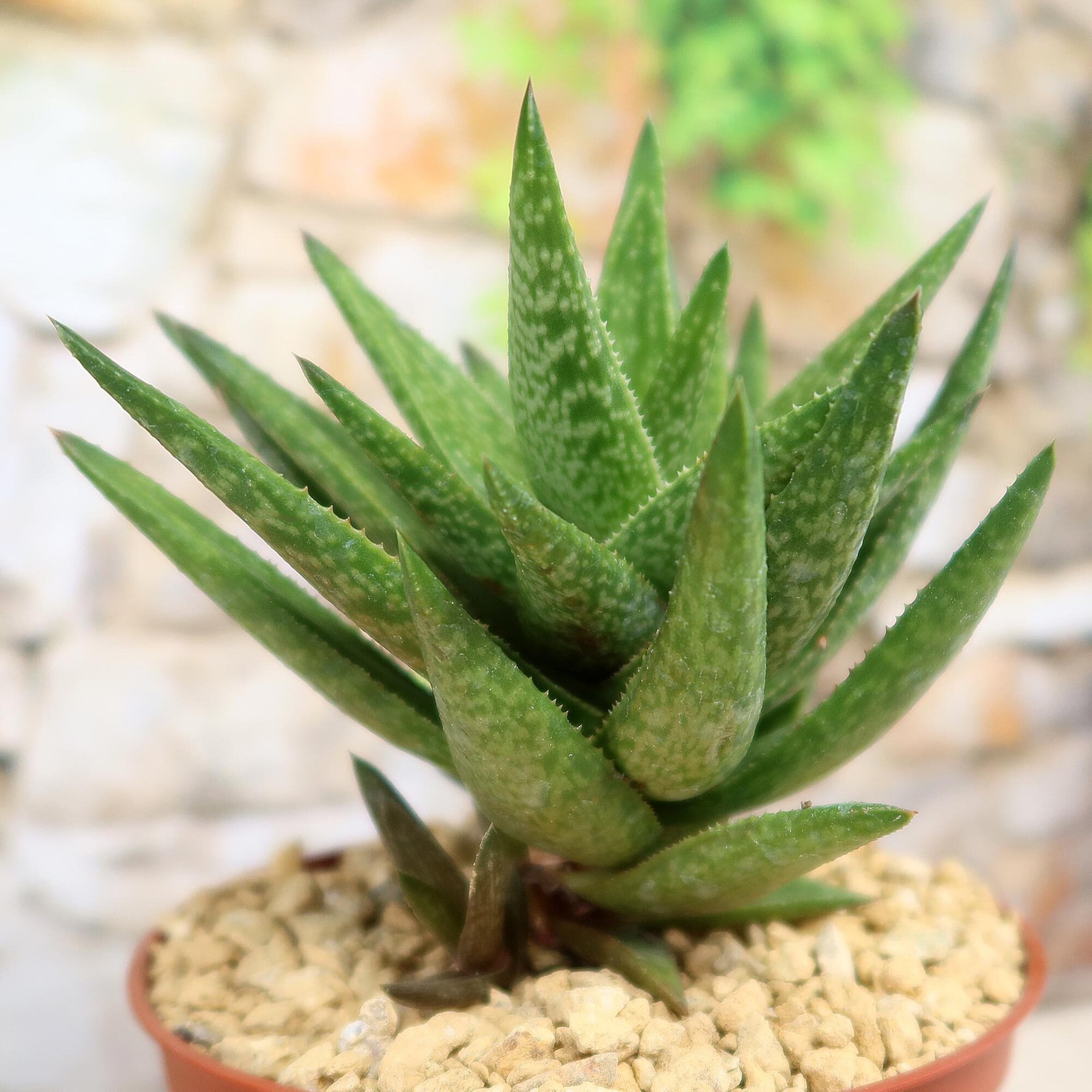 Gasteraloe ” Green Gold ” cactus Cacti Succulent real live plant