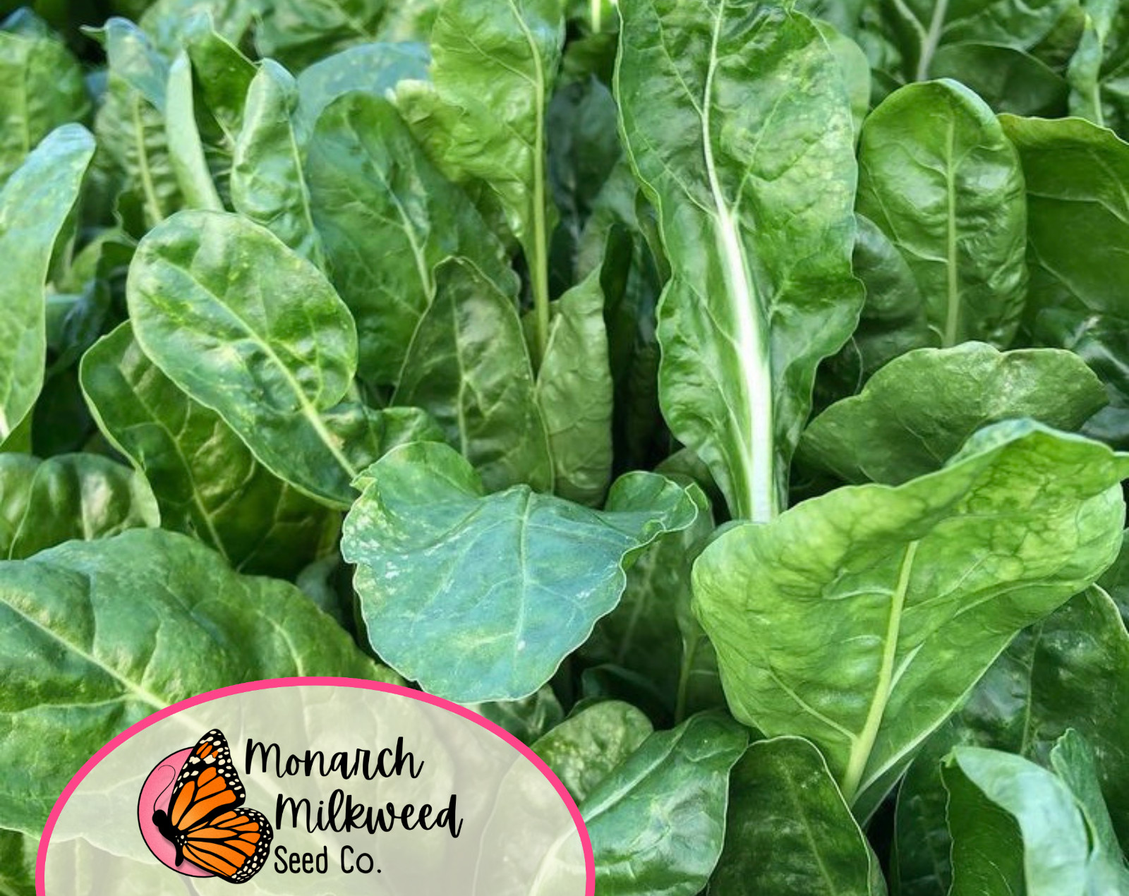 175+ Swiss Chard Seeds ‘Lucullus’ | Heirloom, Non-GMO, Vegetable Gardening