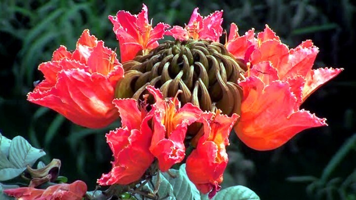 African Tulip Magnolia Flower Tree Seeds Spatho. campanulata Flame of The Forest