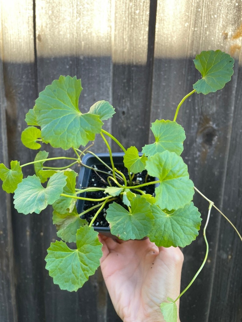 Gotu Kola Plant (organic) pennywort , Brahmi