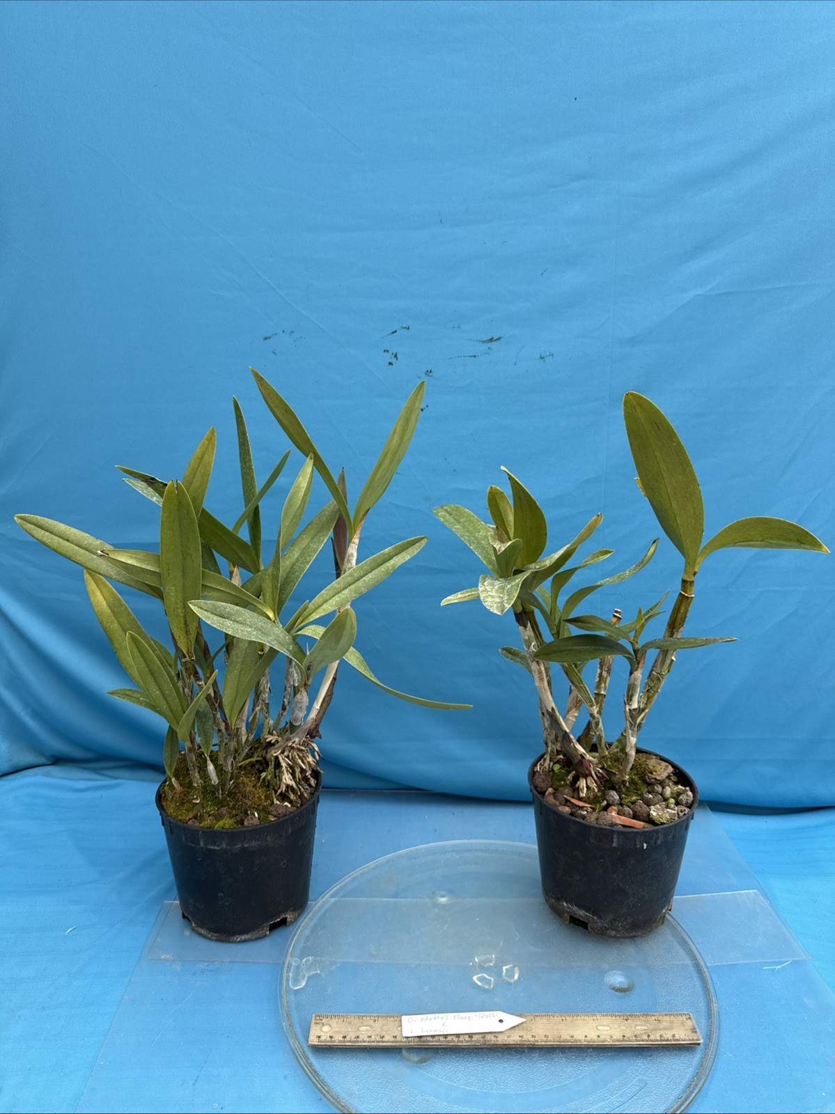 Cattleya Odette’s Flare ‘Spots’ X L. lyonsii BS New Growths Orchid Eros 7” Pot