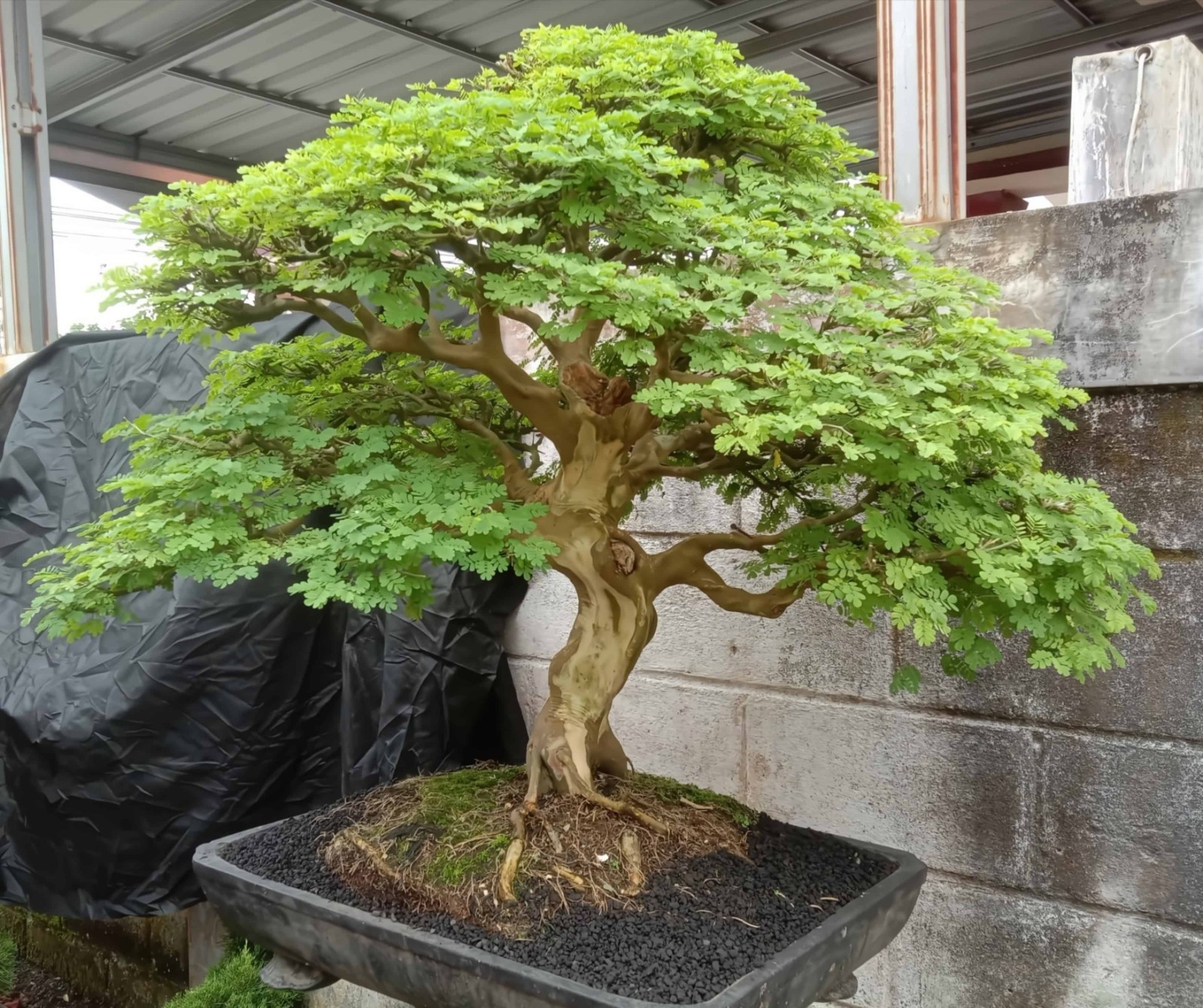 10 Brazilian Rain Tree Seeds | Pithecellobium tortum | Bonsai | Rare