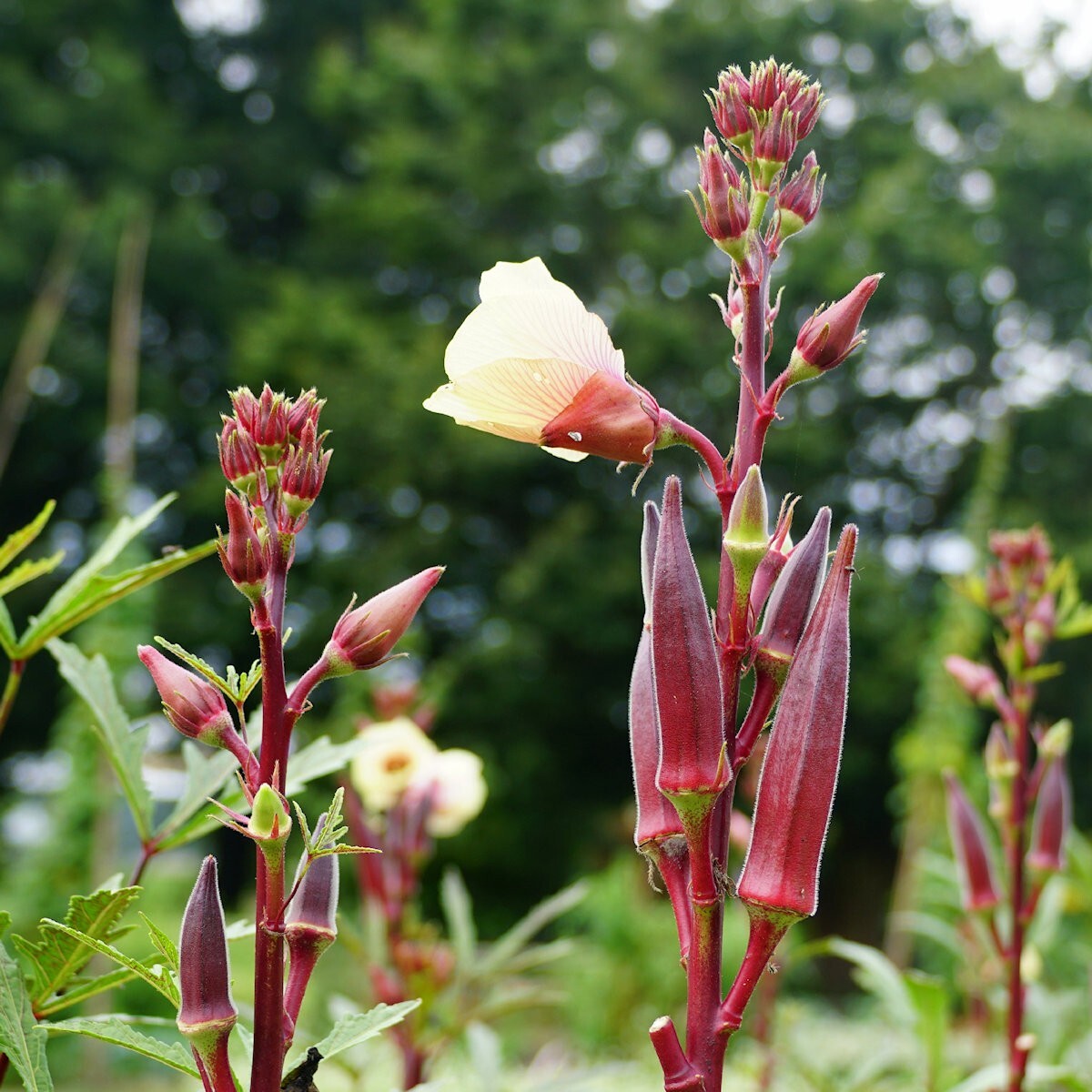 1/4 Lb Red Burgundy Okra Seeds – Everwilde Farms Mylar Seed Packet