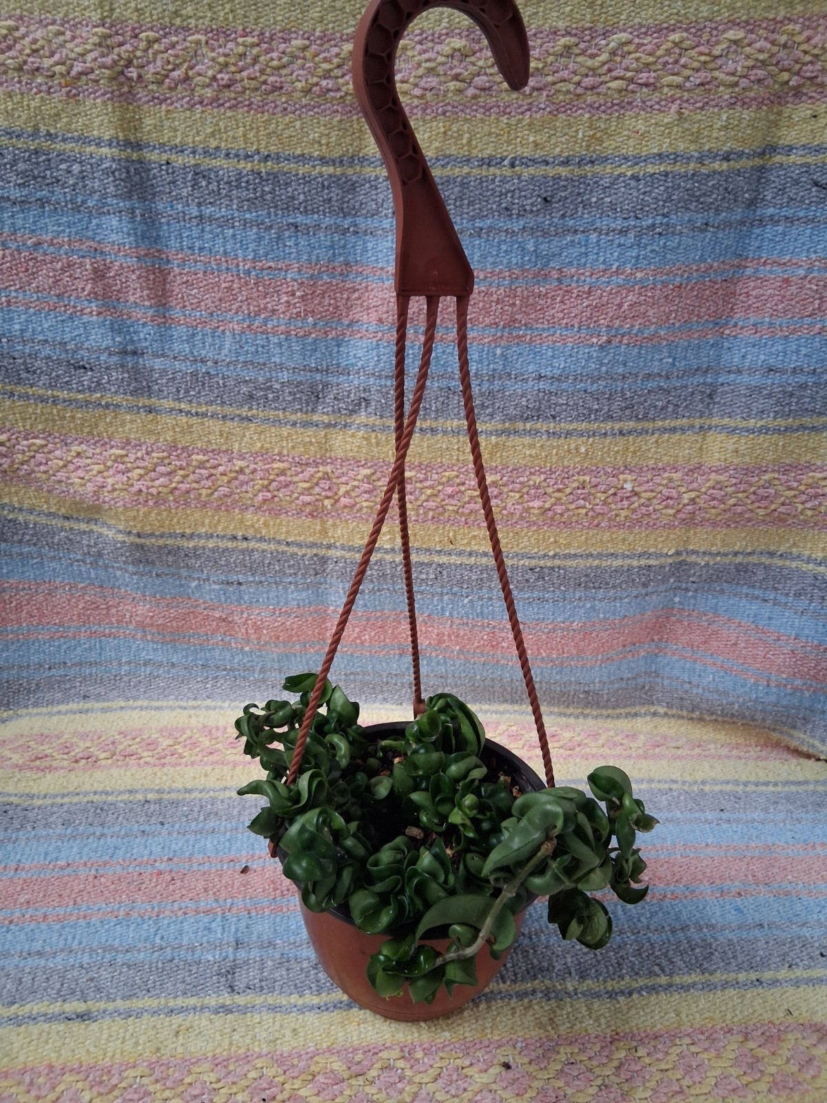 Hoya Hindu Rope Vine 6 Inch Hanging Basket Live Plant