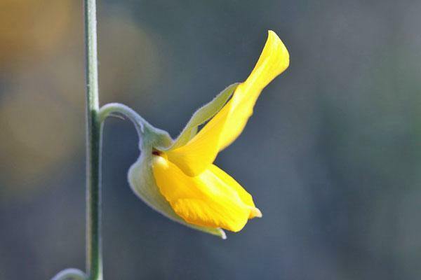 Crotalaria juncea | Sunn Hemp | 10 Seeds