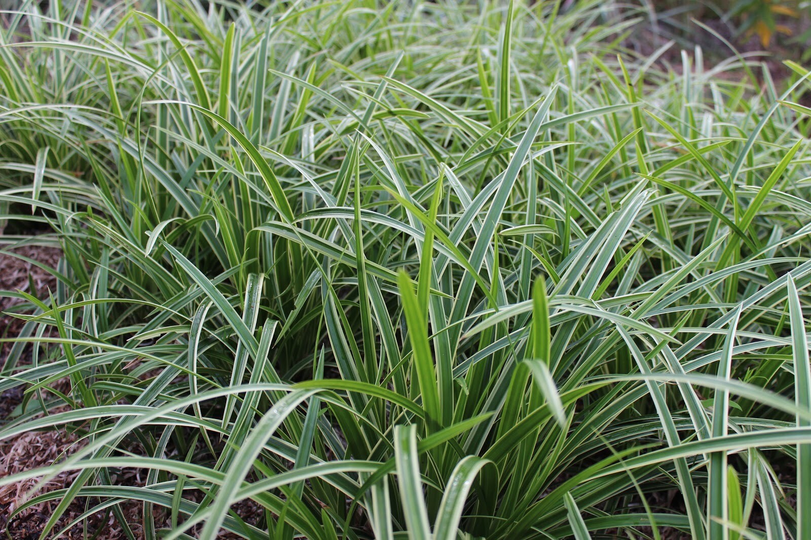 Carex Ice Dance Sedge 25 Plants in 3-1/2 inch Pots