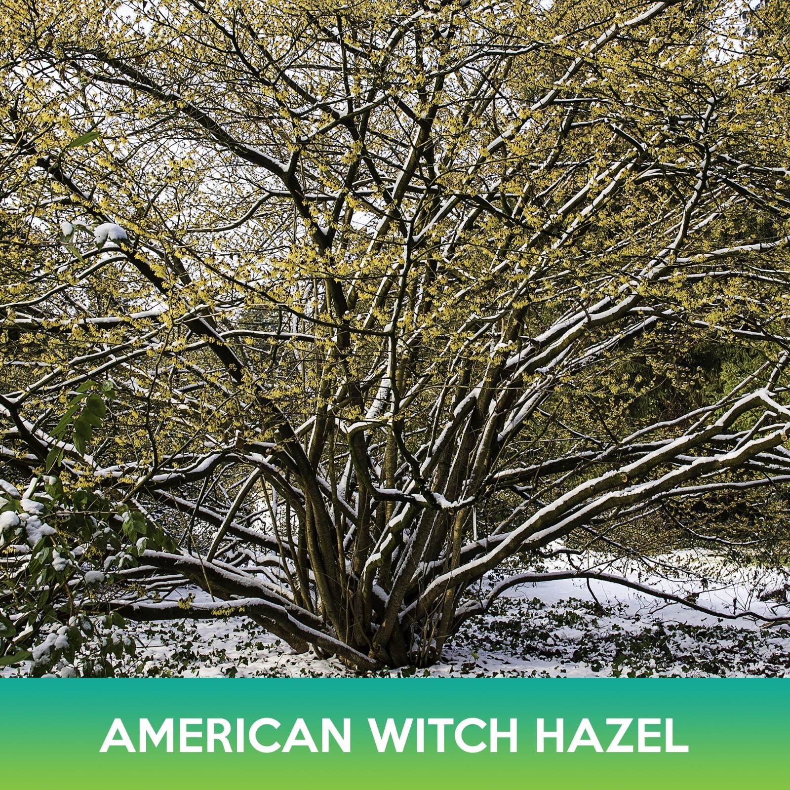 American Witch Hazel Tree Seeds, Hamamelis virginiana, Combined Shipping on 500+