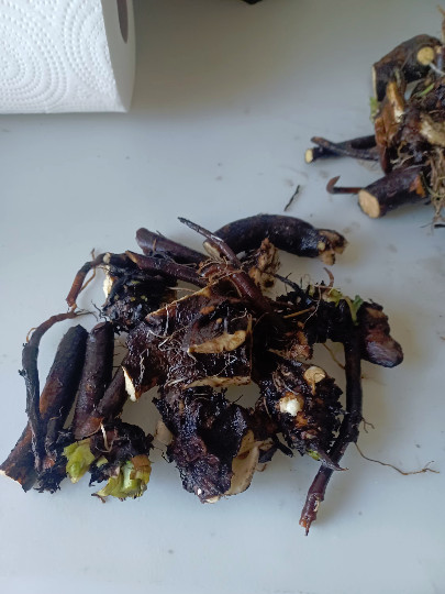 Russian Comfrey Live Root Cuttings – Bocking 14 Cultivar (10 Rhizomes)