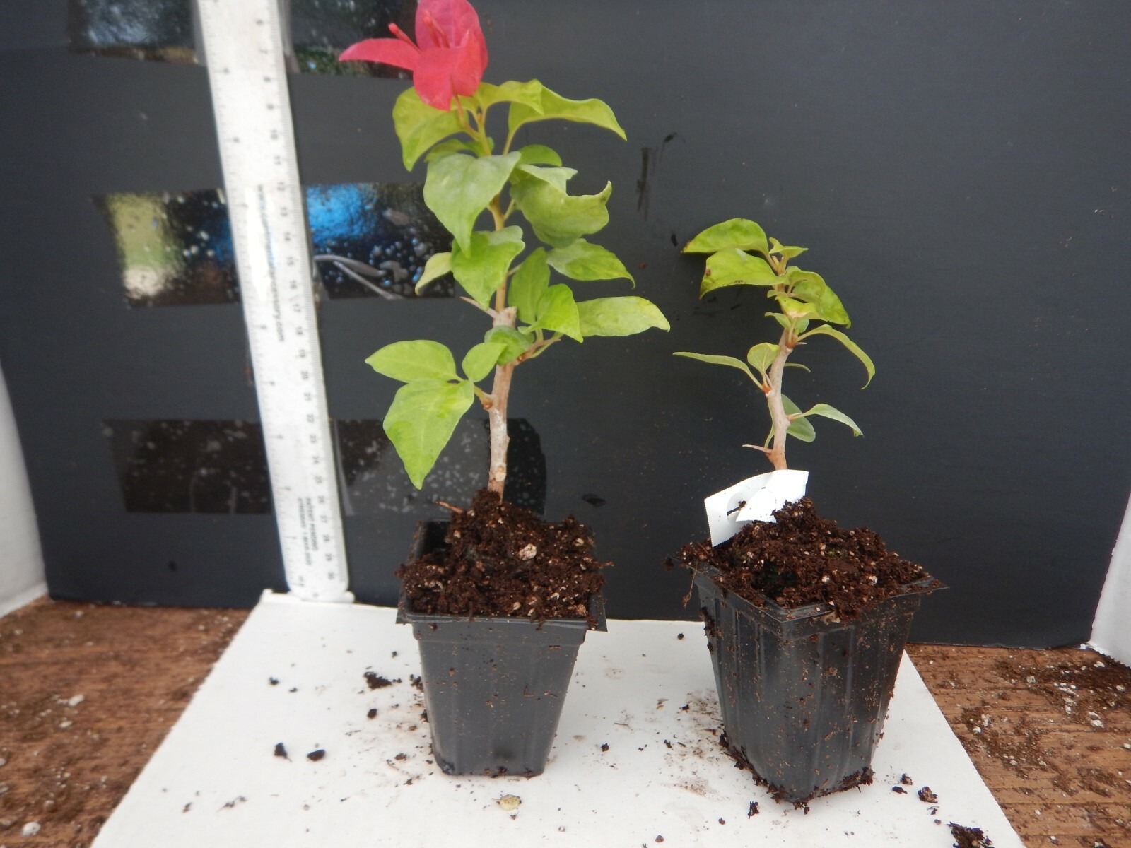 Well Rooted **SUNSTONE RED** Live Bougainvillea starter/plug plant*